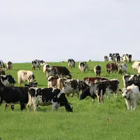 pâturage d'un grand troupeau de vaches laitières