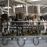 vaches dans une salle de traite rotative en Nouvelle-Zélande