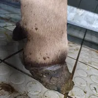 paturons gonflés