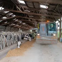 distribution alimentation vaches laitières désileuse