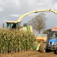 Chantier d'ensilage de maïs