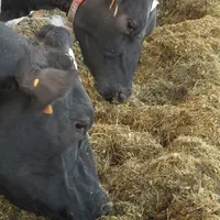 Vaches laitières en train de manger une ration mélangée