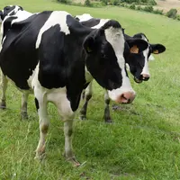 Vache laitière prim'holstein