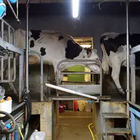 vaches laitières en salle de traite