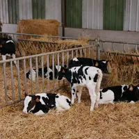 veaux laitiers en nurserie