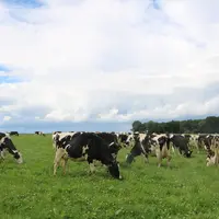pâturage grand troupeau