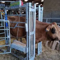 vache dans cage de contention