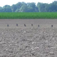 corvidés dans un champ
