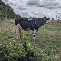 vache équipée pour mesure de courant électrique continu