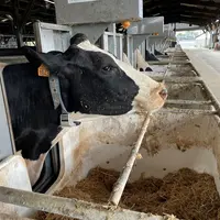 vache tarie qui mange dans l'auge peseuse de la ferme expérimentale des Trinottières