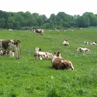 vaches laitières au pâturage