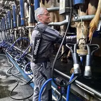 trayeur portant un exosquelette pendant la traite pour soulager les épaules