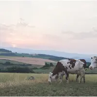 éleveuse haute loire diagnostic boviwell