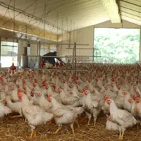le candidat vaccin universel de l'inrae est breveté pour les poulets