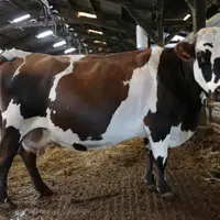 vache issue de croisement trois voies de 13 ans Finistère