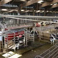 Dans les locaux où se trouvent les animaux, une liaison équipotentielle supplémentaire doit relier les masses et les éléments conducteurs qui peuvent