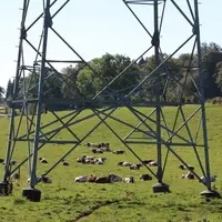 Vaches normandes sous une ligne à haute tension