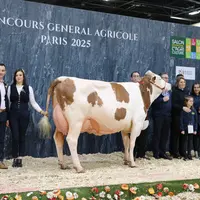 Championne et meilleure mamelle adulte : Pamela (Mauleon JB) du Gaec Millet Mickael et Caroline (39)