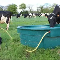 vache laitière boit de l'eau dans un abreuvoir dans une prairie