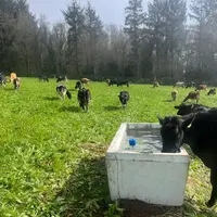 <em class="placeholder">Abreuvoir dans une prairie avec une vache qui boit</em>