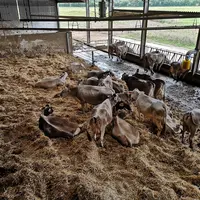 vache regroupées stress thermique