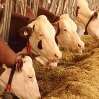 vaches laitières aux cornadis