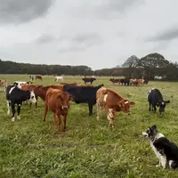 Au premier plan, les génisses de 7-8 mois, au second les génisses de 19-20 mois et au fond les vaches traites.