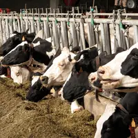 Vaches à l'auge, ration hivernale