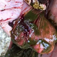 Strongles intestinaux visibles dans la lumière de l’intestin grêle