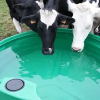 Deux vaches laitières boivent de l'eau dans un bac plastique au pâturage.