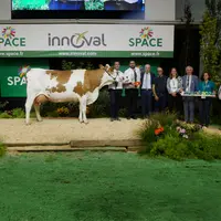 Orientale, du Gaec des Champs Fleuris (49), grande championne du concours Montbéliard au Space 2024.