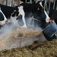Distribution de concentrés à des vaches laitières
