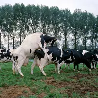 Bovins lait / détection des chaleurs / la vache se laisse chevaucher, critère caractéristique