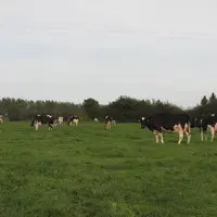 vaches laitières au pâturage dans une prairie permanente du Grand Est