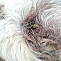 plaies sur vache laitière liées aux tiques au chignon