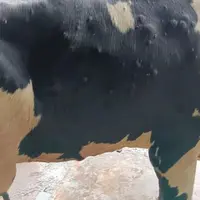 vache atteinte de DNC