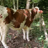 vache atteinte de DNC