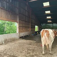 vache laitière dans stabulation avec ouvertures