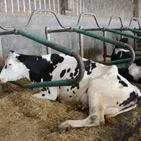 <em class="placeholder">Les logettes sont équipées de matelas et de genouillères à eau et paillées avec de la paille broyée.</em>
