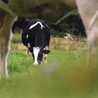 vache au paturage