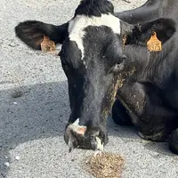 vache laitière atteinte de FCO