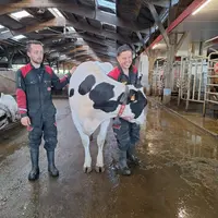 <em class="placeholder">Aymeric et Eric Gérard conduisent les génisses au robot deux fois par jour pendant une semaine au début de leur lactation.</em