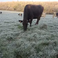 vache au pâturage en hiver sur prairie gelée