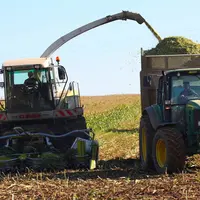 Chantier de récolte du maïs dans le Nord. Moissonneuse et remorque. ensilage. tracteur.
