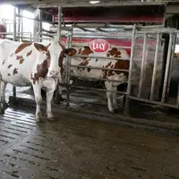 Vache laitière au robot de traite.