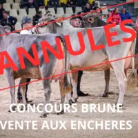 photo de concours bovins laitiers avec la mention annulés