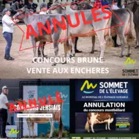 vaches laitières en concours avec la mention annulé qui barre la photo