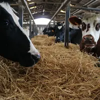 vaches laitières dans leurs logettes paillées