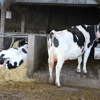 vache debout devant un abreuvoir