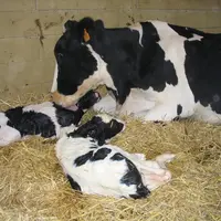 vache ayant vêlé de veaux jumeaux